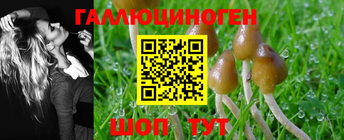 Михайловск  Псилоцибиновые грибы Psilocybe  Вход с VPN 